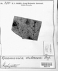 Gnomonia setacea image